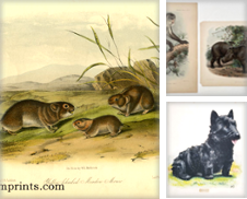 Animals Sammlung erstellt von old imprints ABAA/ILAB