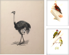 Bird Watercolors Curated by Arader Galleries Drawings & Watercolors