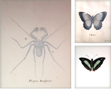 Butterflies and Moths Propos par Arader Galleries Drawings & Watercolors