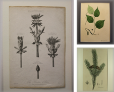 Botanik Botanical Sammlung erstellt von Graphik-Antiquariat Jason Dssel