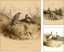 Birds de ThePrintsCollector