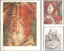 Anatomy Curated by Trillium Antique Prints & Rare Books