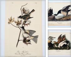 Audubon Prints Curated by Rare Collections