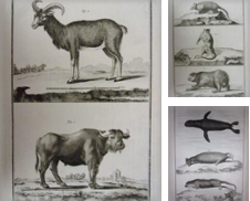 16è (17è et 18ème Siècle Autres mammifères) Proposé par arobase livres