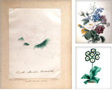 Botanical Watercolors Curated by Arader Galleries Drawings & Watercolors