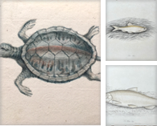 Fish Watercolors Propos par Arader Galleries Drawings & Watercolors