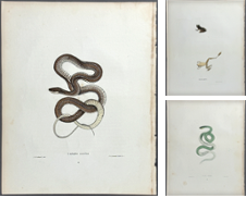 Amphibian de Trillium Antique Prints & Rare Books