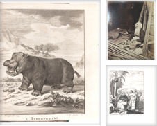 Anthropology & Ethnography Curated by Antiquariaat FORUM BV