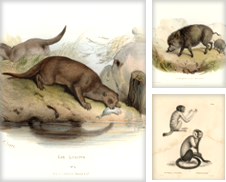 Animals de ThePrintsCollector