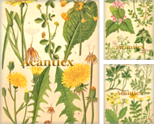 Antike Grafik Botanik Pflanzen Sammlung erstellt von Acanticx.de Antiquariat & Kunst, Mona Vogel