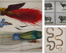 Dekorative Graphik (Fauna) Sammlung erstellt von Kunstantiquariat Andreas Senger