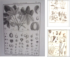 16è (17è et 18ème Siècle Botanique) Proposé par arobase livres