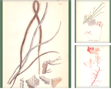 Botanica Sammlung erstellt von Studio Bibliografico Imprimatur