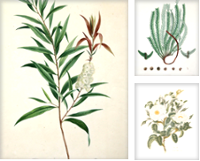 Botanik Sammlung erstellt von Antiquariat Clemens Paulusch GmbH