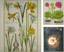 Botanical Curated by Clive A. Burden Ltd.